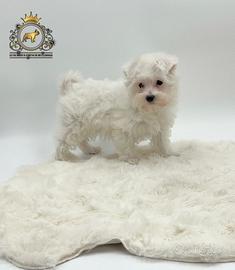 Dolcissimi cuccioli Maltese