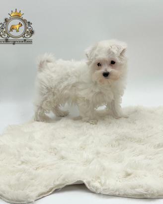 Dolcissimi cuccioli Maltese