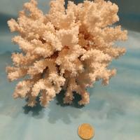 soprammobile in corallo 