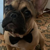 Accoppiamento Bulldog Francese