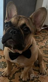 Accoppiamento Bulldog Francese