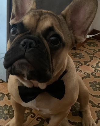 Accoppiamento Bulldog Francese