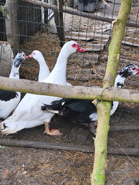 Maschi e femmine di anatra muta