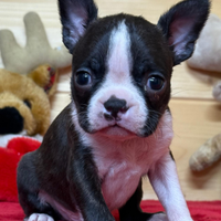 Cuccioli di Boston Terrier