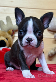 Cuccioli di Boston Terrier