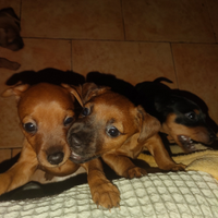 Disponibile una femminuccia di pincher