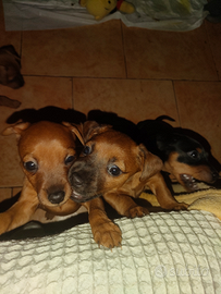 Disponibile una femminuccia di pincher