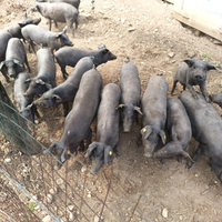 Suini di Razza Casertana, suino nero