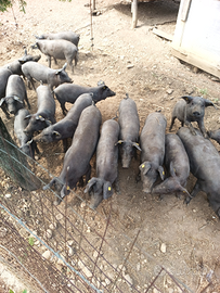 Suini di Razza Casertana, suino nero