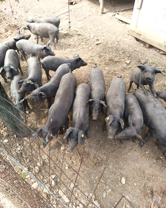 Suini di Razza Casertana, suino nero