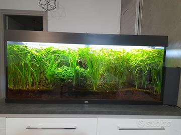 Acquario juwel 240 litri