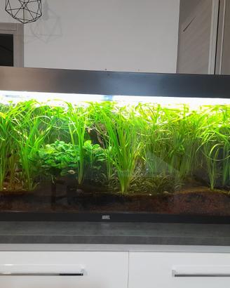 Acquario juwel 240 litri