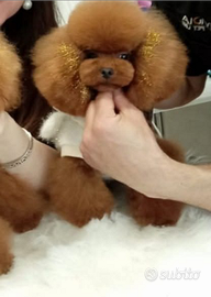 Barboncino mini toy red per monte