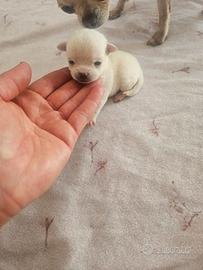 Chihuahua