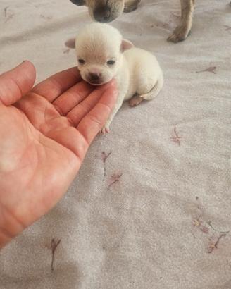 Chihuahua