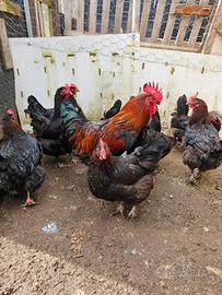 Galline marans e galli marans