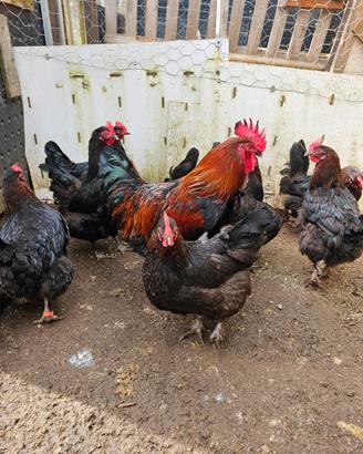 Galline marans e galli marans