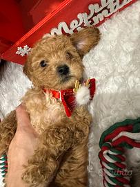 Barboncino subito pronto