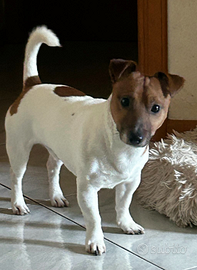 Jack Russel