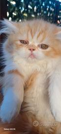 Gatto persiano arancio