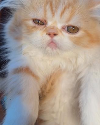 Gatto persiano arancio