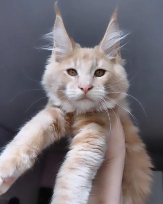 Maine coon