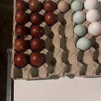 Marans