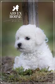 Barboncino bianco toy. e mini