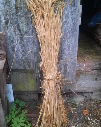 Paglia intera di segale