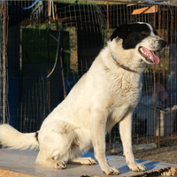 Hansel cane adozione