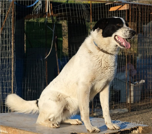 Hansel cane adozione