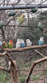 Pappagalli inseparabili