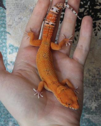 Geco leopardino