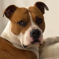 Maschio di Amstaff per monta con pedigree