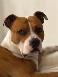 Maschio di Amstaff per monta con pedigree