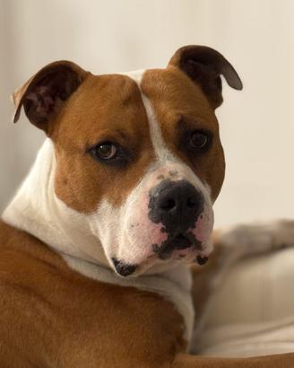 Maschio di Amstaff per monta con pedigree