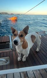 VASCO Jack russel maschio per accoppiamento
