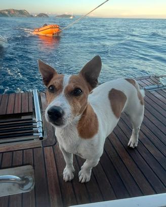 VASCO Jack russel maschio per accoppiamento
