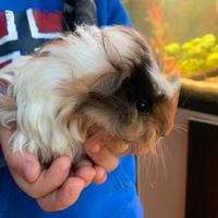 Cavia peruviana