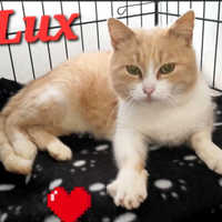 Gatto lux 2 anni circa super coccolo