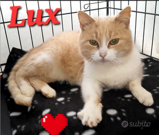 Gatto lux 2 anni circa super coccolo