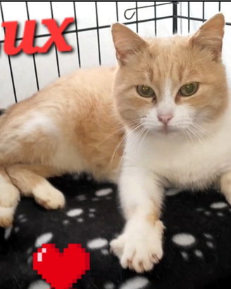 Gatto lux 2 anni circa super coccolo