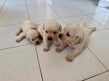 Cucciole Labrador Miele