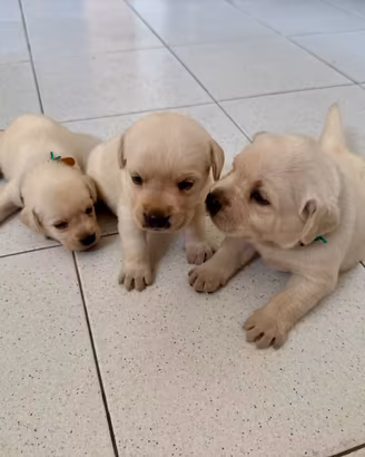 Cucciole Labrador Miele