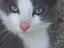 Immagine 4