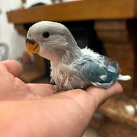 Inseparabile da imbecco