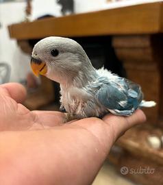 Inseparabile da imbecco