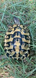 Tartaruga di terra