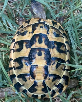 Tartaruga di terra