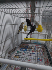 Canarini 2025 maschi e femmine perfetta salute